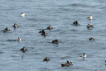 Eiders